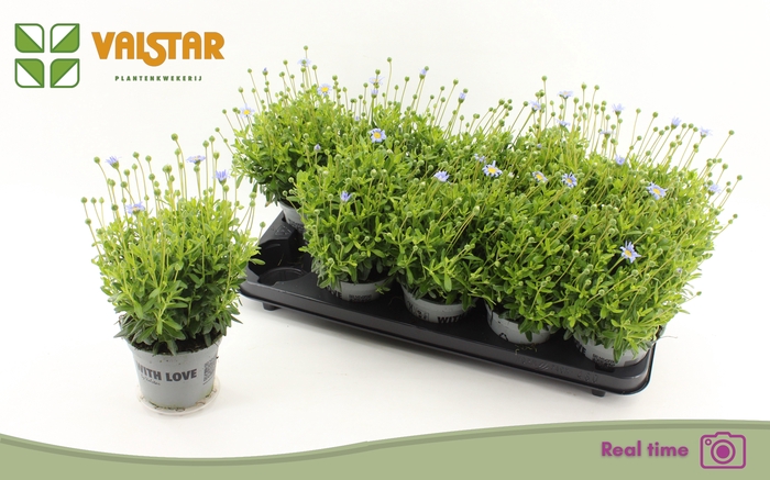 <h4>FELI AM FELICIT BLUE</h4>