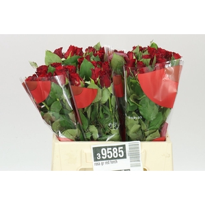 Rosa Gr Red Torch