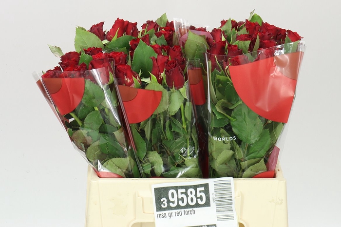<h4>Rosa Gr Red Torch</h4>
