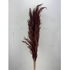 Dried Pampas Gras Brown (8 Stems) Bunch