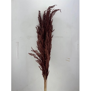 Dried Pampas Gras Brown (8 Stems) Bunch