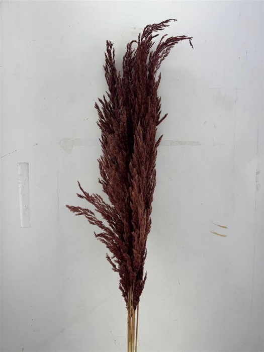 Dried Pampas Gras Brown (8 Stems) Bunch