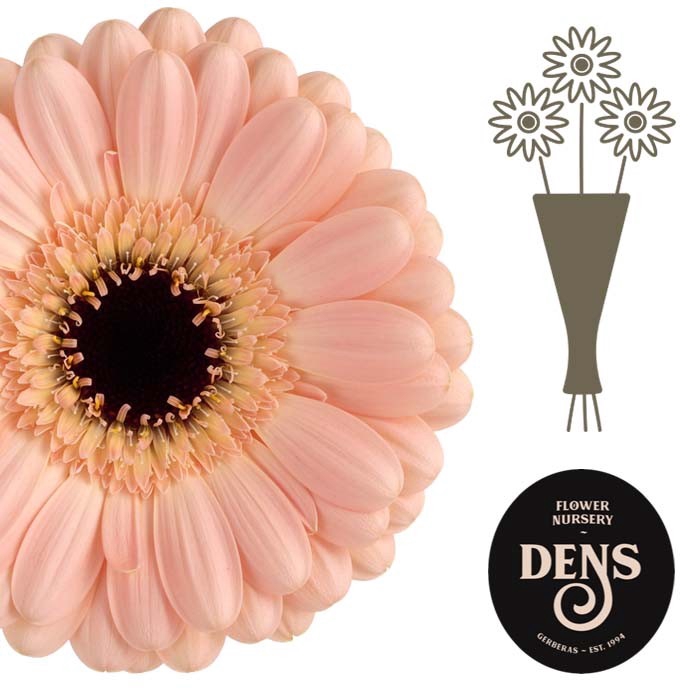 <h4>Germini Espresso Water</h4>