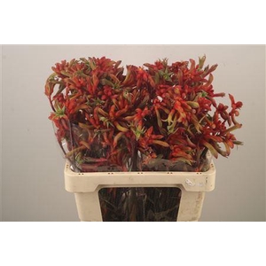 Anigoz Ramp Roy Slav