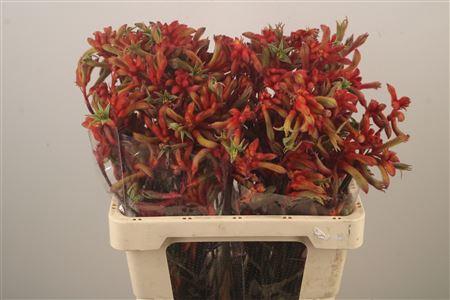 <h4>Anigoz Ramp Roy Slav</h4>