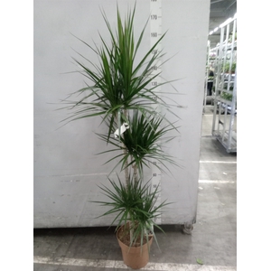 Dracaena marg.