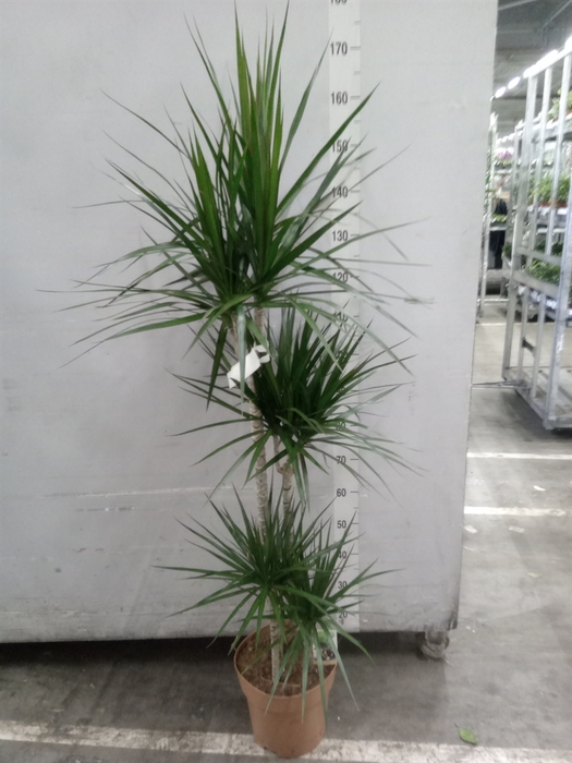 <h4>Dracaena marg.</h4>