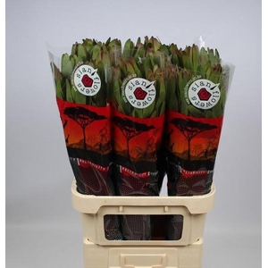 LEUCAD SAFARI GOLDST