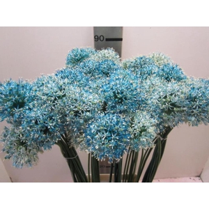 Allium Mount Licht Blauw