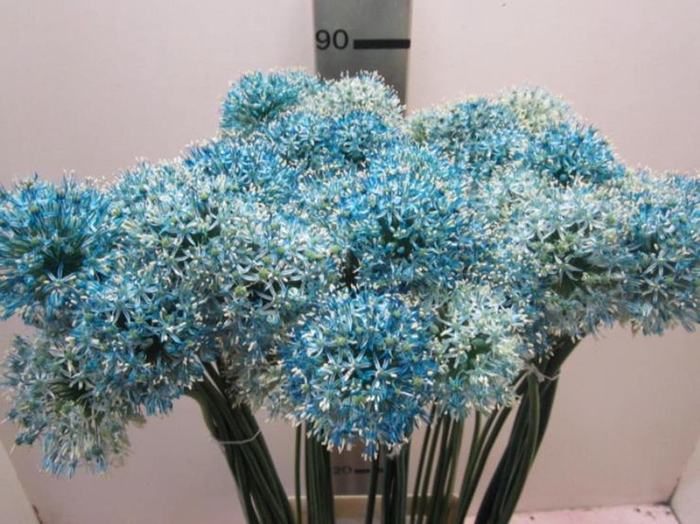 <h4>Allium Mount Licht Blauw</h4>