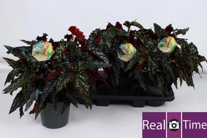 <h4>BEG MA BLACK FOREST</h4>