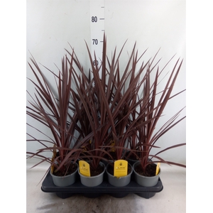 Cordyline austr. 'Red Star'