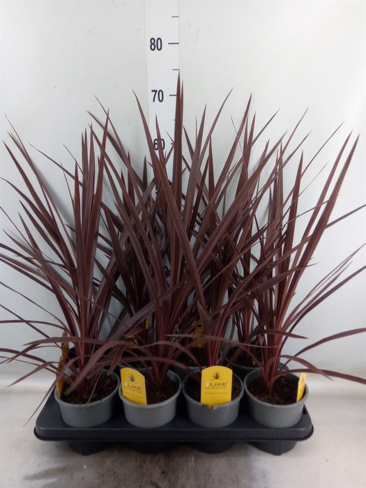 <h4>Cordyline austr. 'Red Star'</h4>