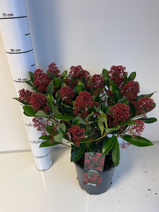 <h4>SKIM J RUBELLA</h4>