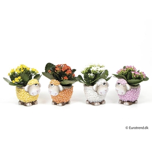 KALANCHOE BLOSSFELDIANA 'MINI'