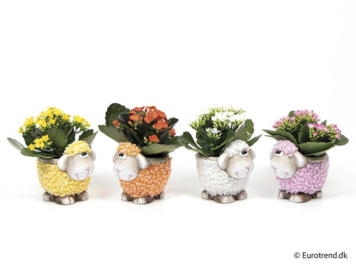 <h4>KALANCHOE BLOSSFELDIANA 'MINI'</h4>