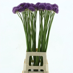 Allium Gladiator
