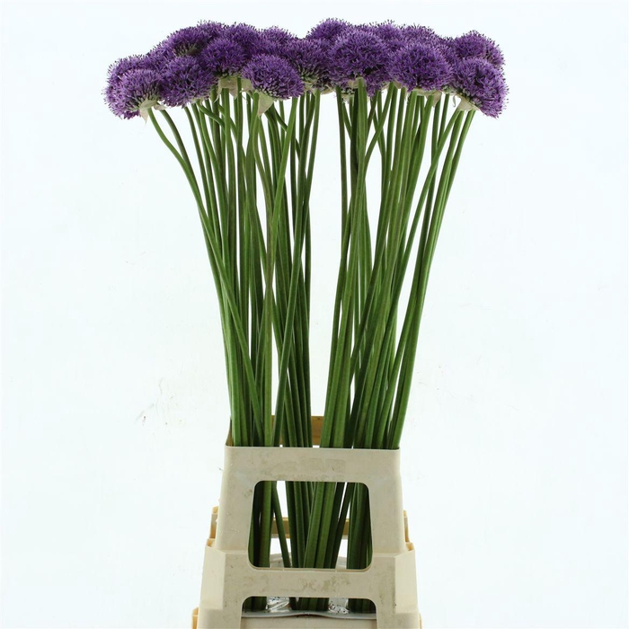 <h4>Allium Gladiator</h4>