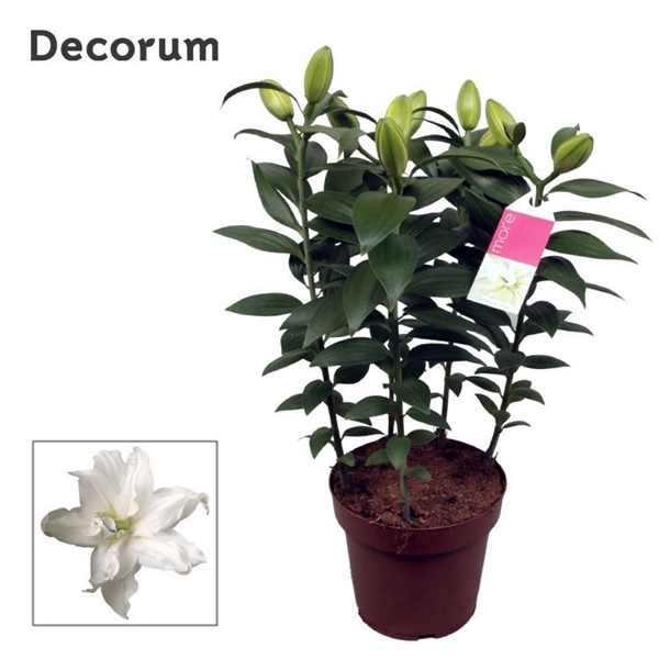 <h4>Lilium Or Roselily Zeta 19cm</h4>