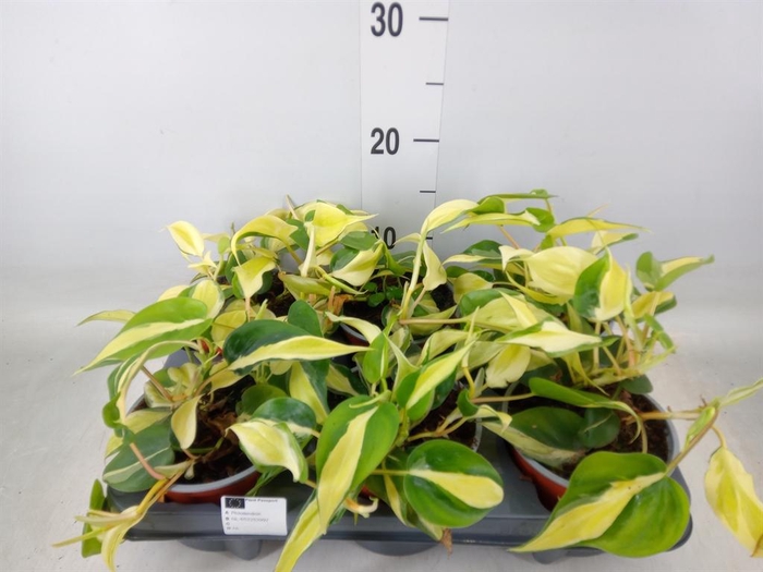 <h4>Philodendron scand.</h4>
