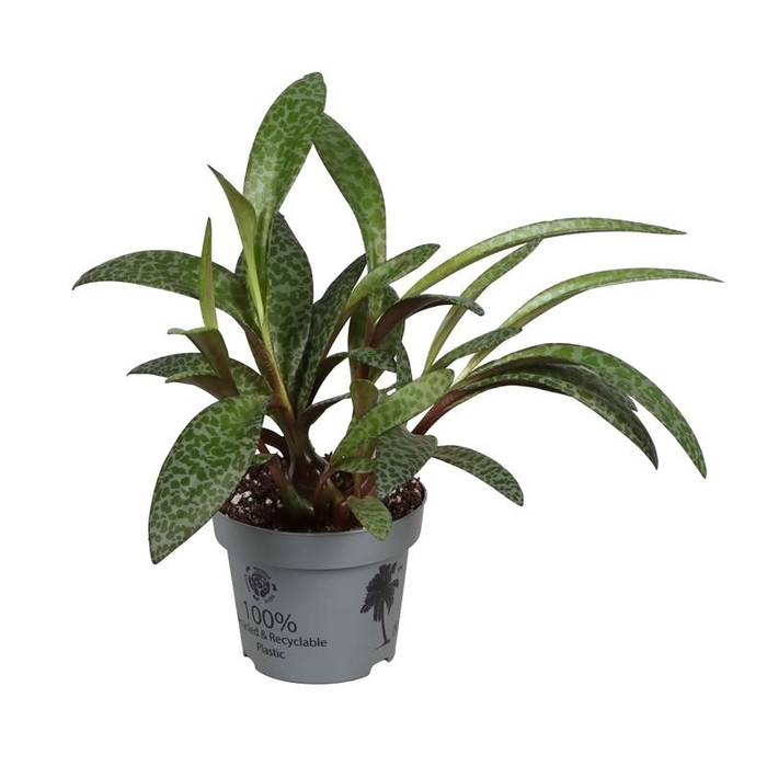 <h4>LEDEBOURIA SOCIALIS</h4>