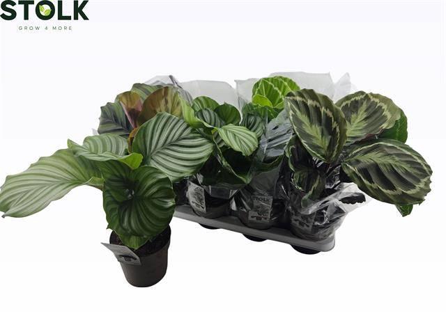 <h4>CALAT GEM 4 SRT</h4>