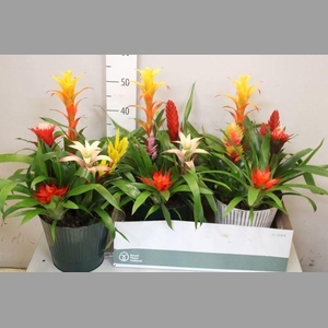 ARR BROMELIA