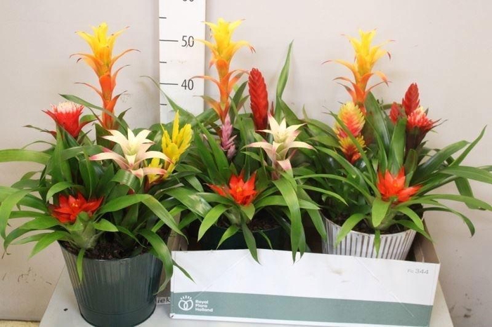<h4>ARR BROMELIA</h4>