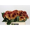 Dahlia Creme de Cognac