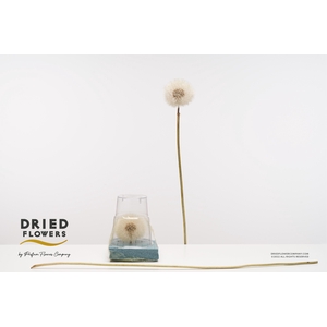 PF Dandelion Bleached XXXL