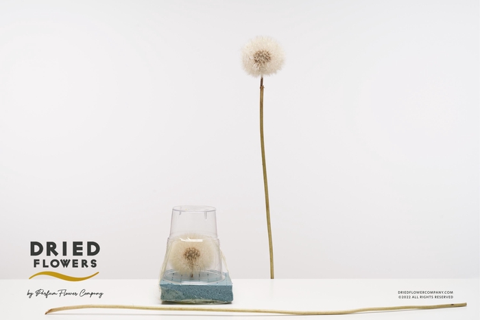 <h4>PF Dandelion Bleached XXXL</h4>