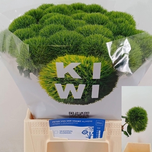 DI BARB KIWI MELLOW
