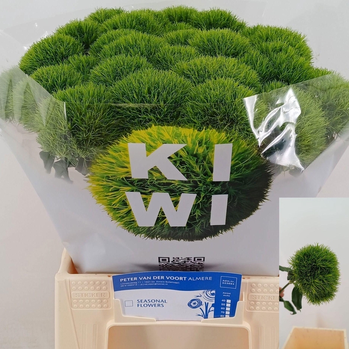 <h4>DI BARB KIWI MELLOW</h4>