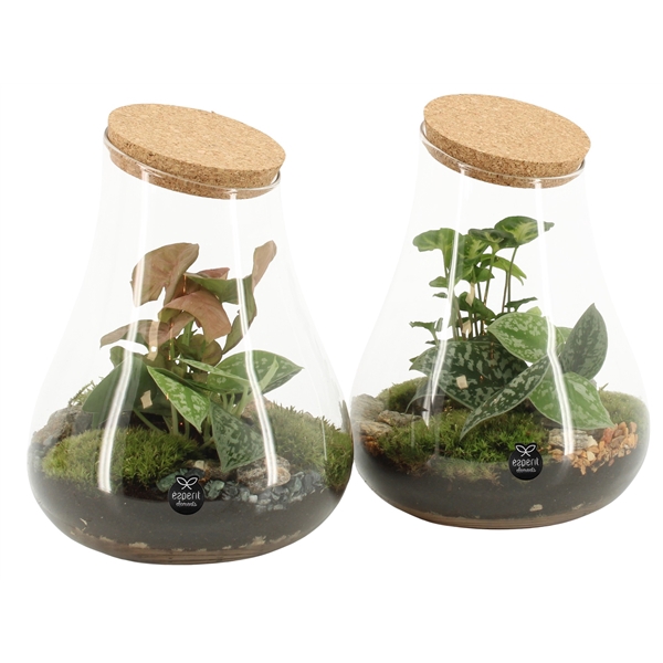 <h4>90550: Terrarium arrangement</h4>