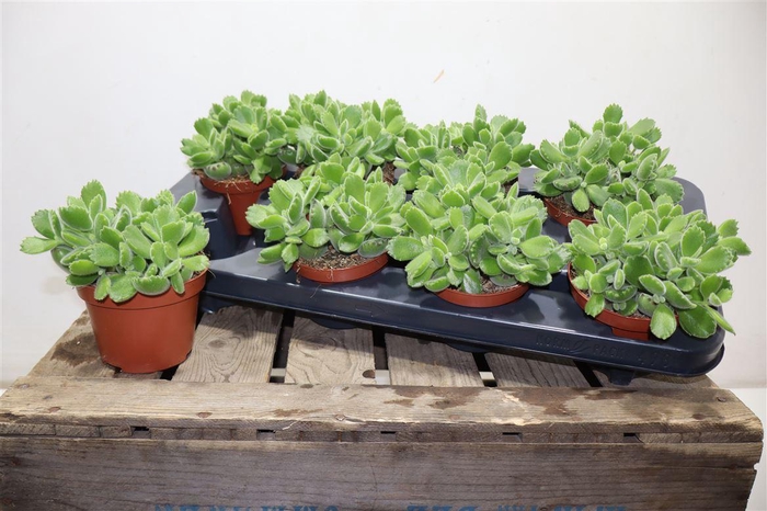 <h4>Cot Green Footprint</h4>