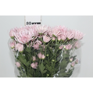 ANASTASIA CIPRIA 070 CM LILAS