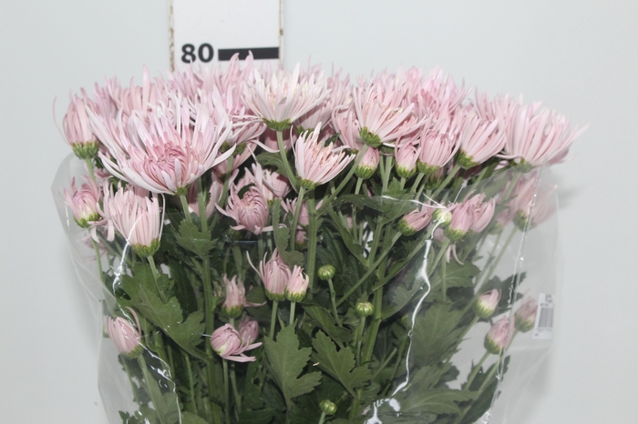 <h4>ANASTASIA CIPRIA 070 CM LILAS</h4>