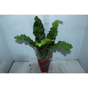 ASPLENIUM NIDUS P19