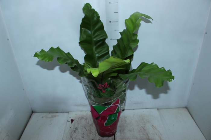 <h4>ASPLENIUM NIDUS P19</h4>