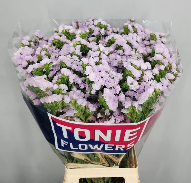 <h4>LIM S TESSA LAVENDER</h4>