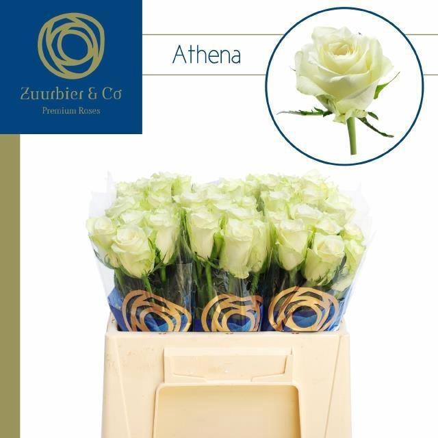 <h4>R GR ATHENA</h4>