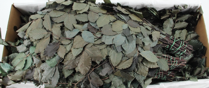 <h4>PF BEECH LEAFS GREEN BS 150GR</h4>