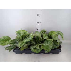 Scindapsus pictus 'Trebie'