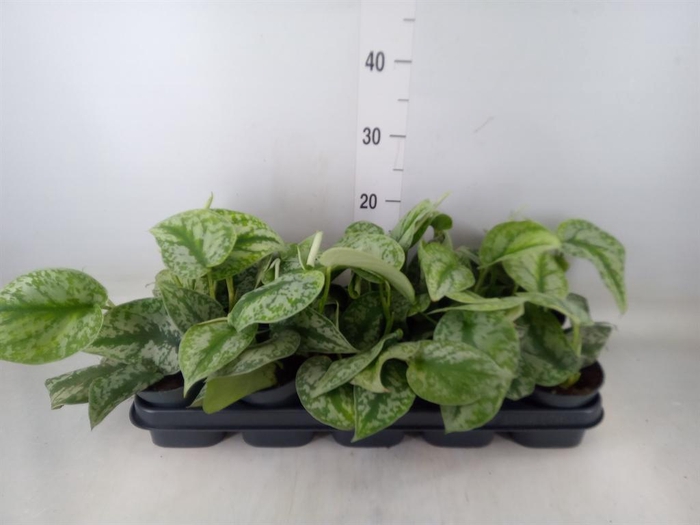 <h4>Scindapsus pictus 'Trebie'</h4>