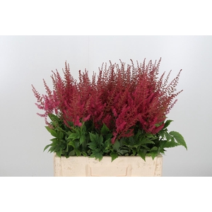 Astilbe Paul Gaarder
