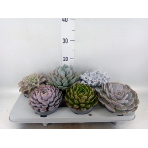 Echeveria   ...mix