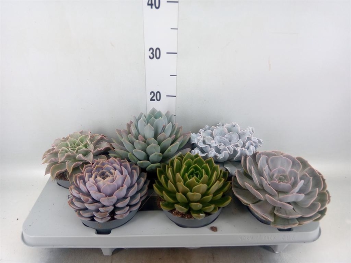 <h4>Echeveria ...mix</h4>