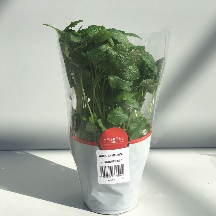 <h4>Citroenmelisse P12</h4>