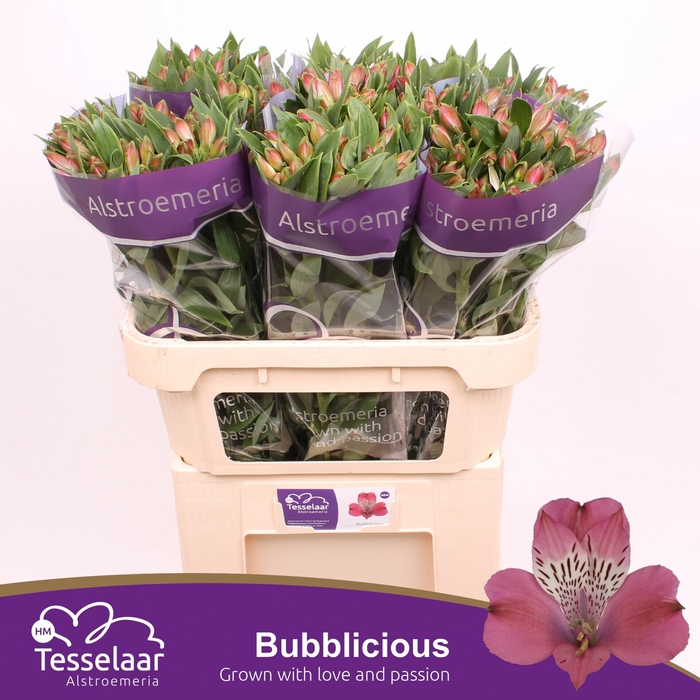 <h4>Alstroemeria Bubblicious</h4>