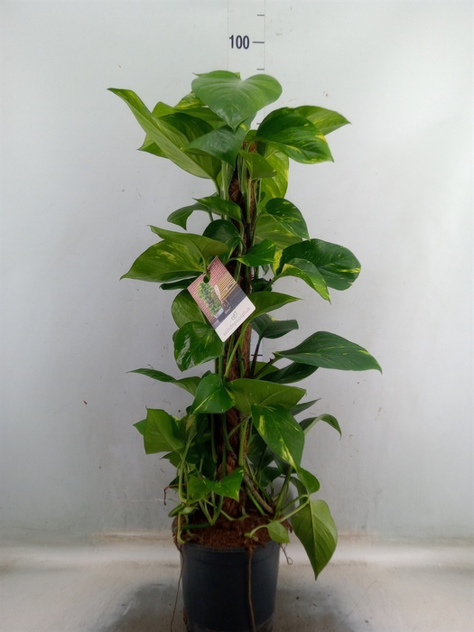 <h4>Epipremnum pinn.   ...moss stick</h4>